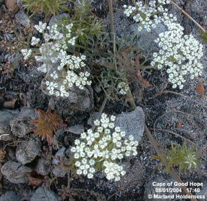 Dasispermum suffruticosum, Cape Point - 2004